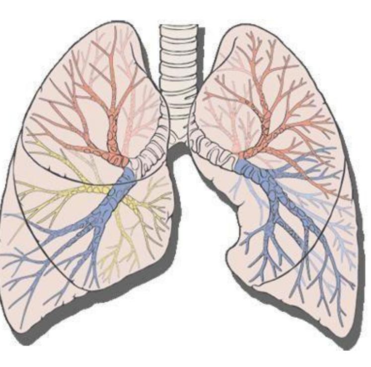 头发干枯与肺有联系吗,头发稀少和肺有关系吗