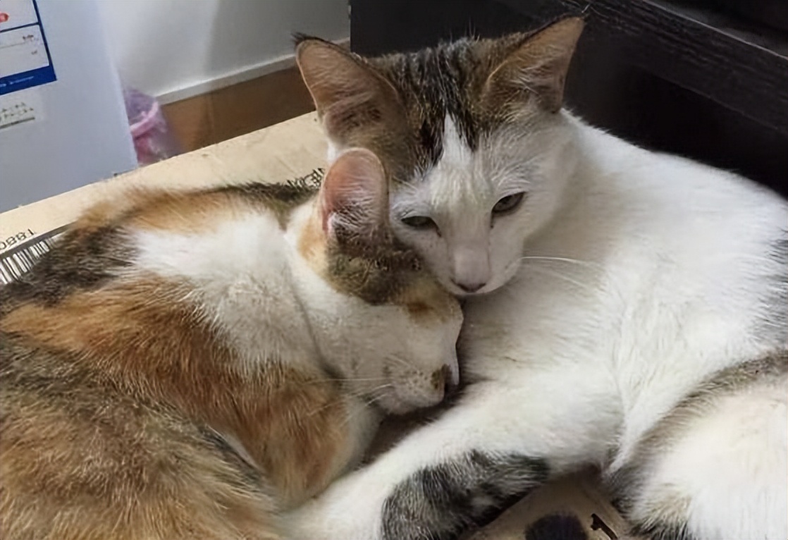 为什么不能强行分开猫咪,为什么猫咪配对时被打断