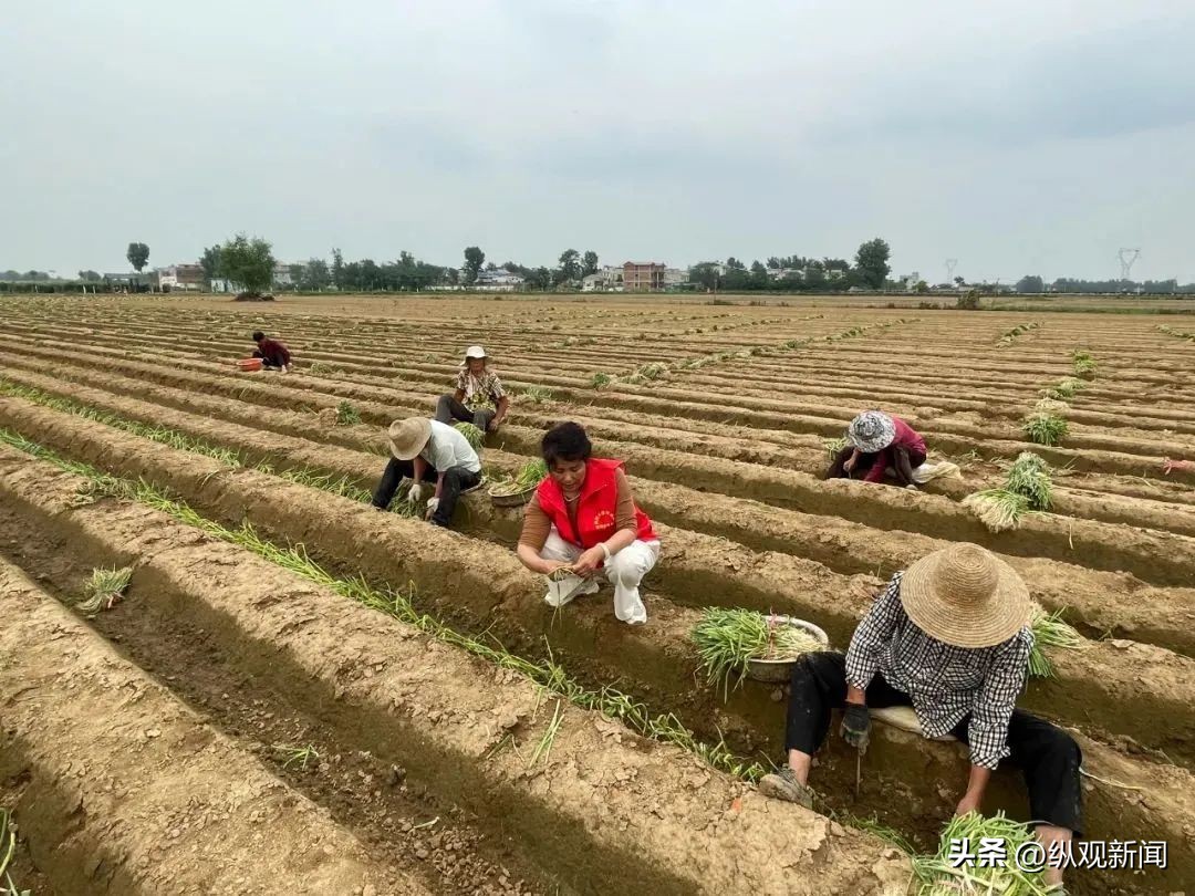 新野县汉华街道:合作社带动农民增收致富路上“葱”满希望