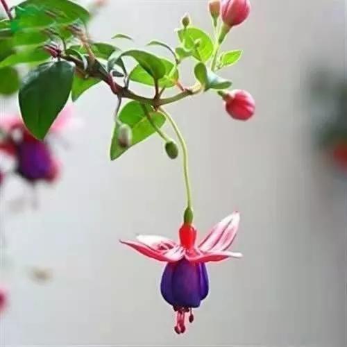 美丽的花倒挂金钟,美丽的倒挂金钟花图片