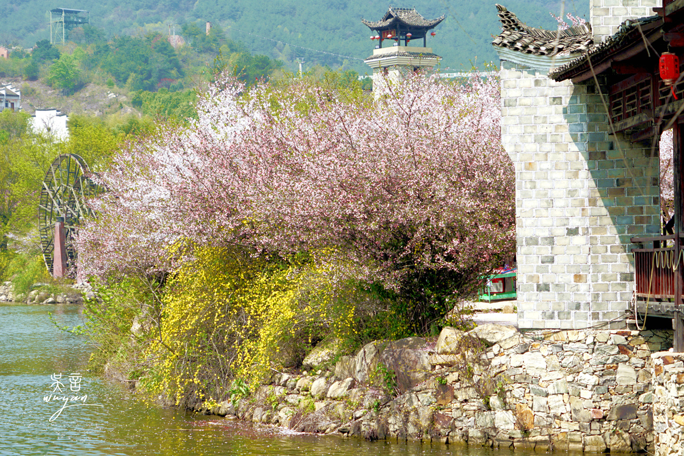 武汉看樱花半日游,武汉看樱花一日游