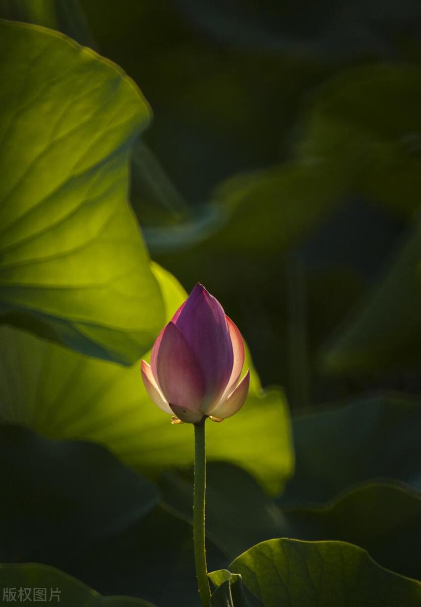 拍摄技巧如何拍摄好看的花卉照片,拍摄花卉技巧大全图片