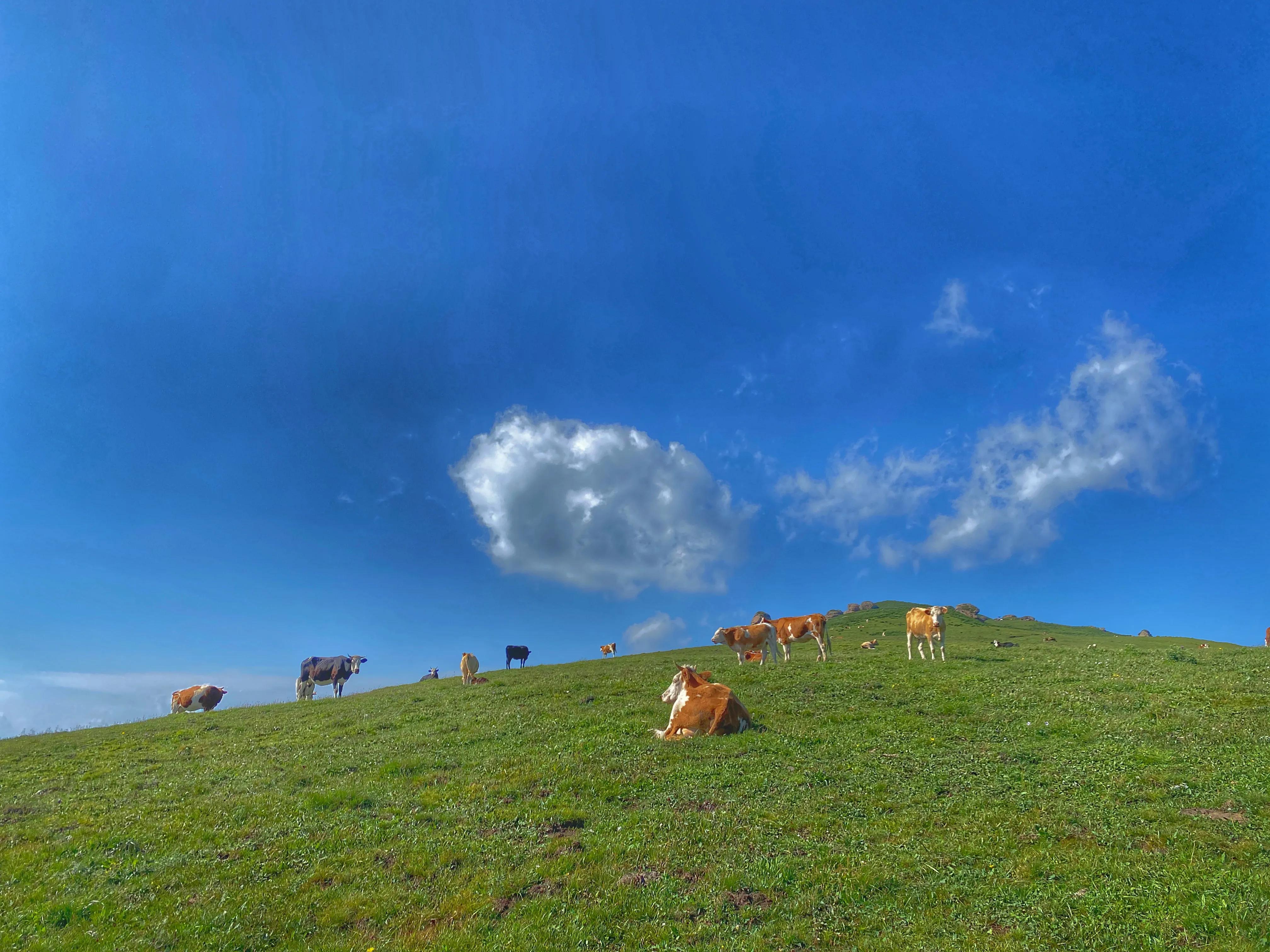 川西高山草甸云海露营,川西高原露营看云海星空