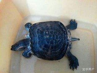 草龟怎么挑不是病龟,新手养龟避免入坑