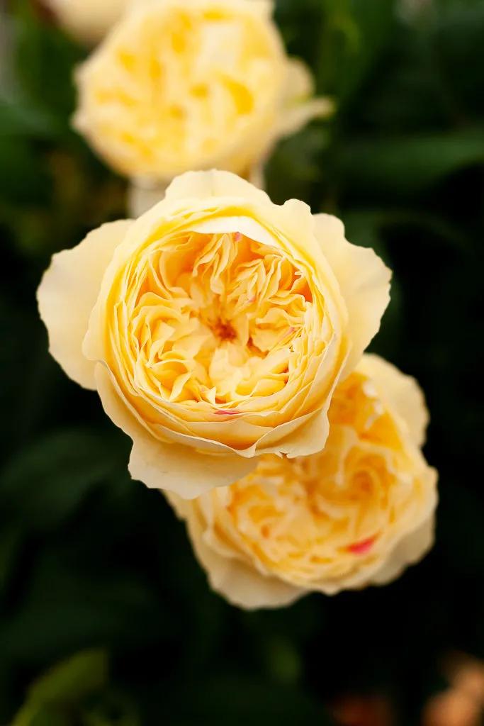 友禅系月季是什么意思,友禅系列月季怎么样