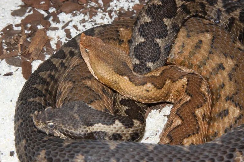 「原来欧洲有这么多种蛇？！」偷师卡塞尔的豢龙大师·下