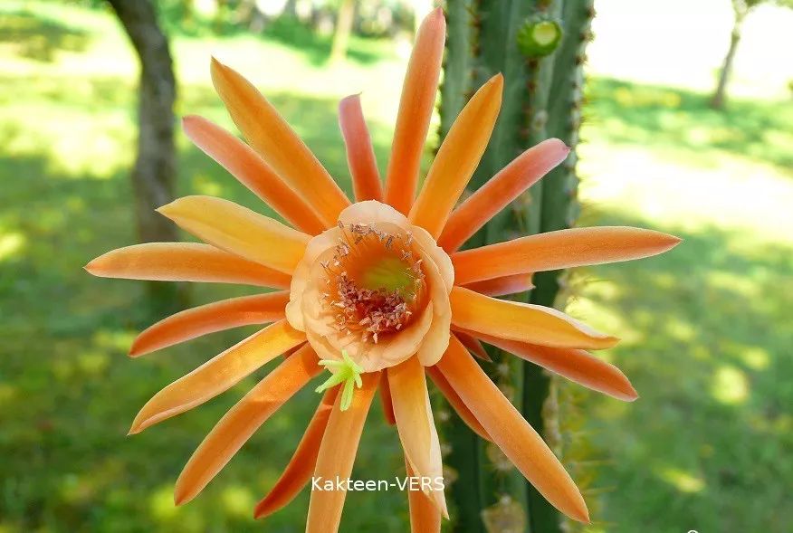 200种·仙人球开花图鉴，大开眼界，美到爆