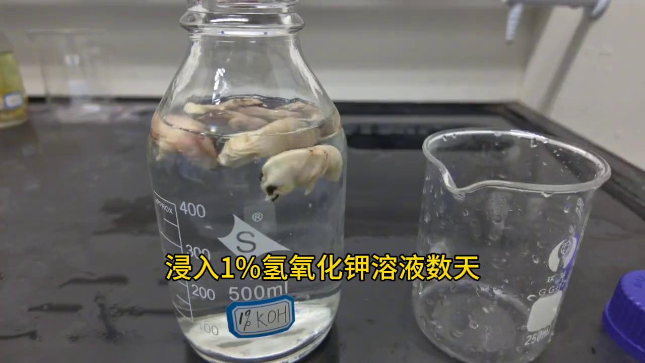 食品致畸实验，不知道会不会下架，过完年就跑路