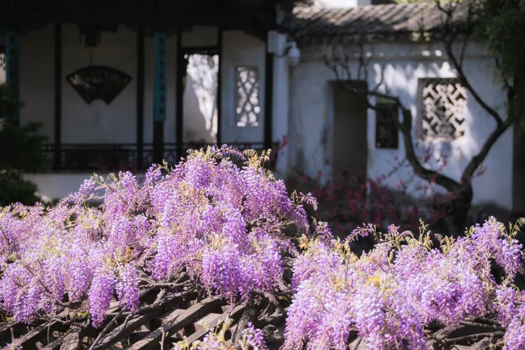 江南最美的城市,江南最好的风景城市
