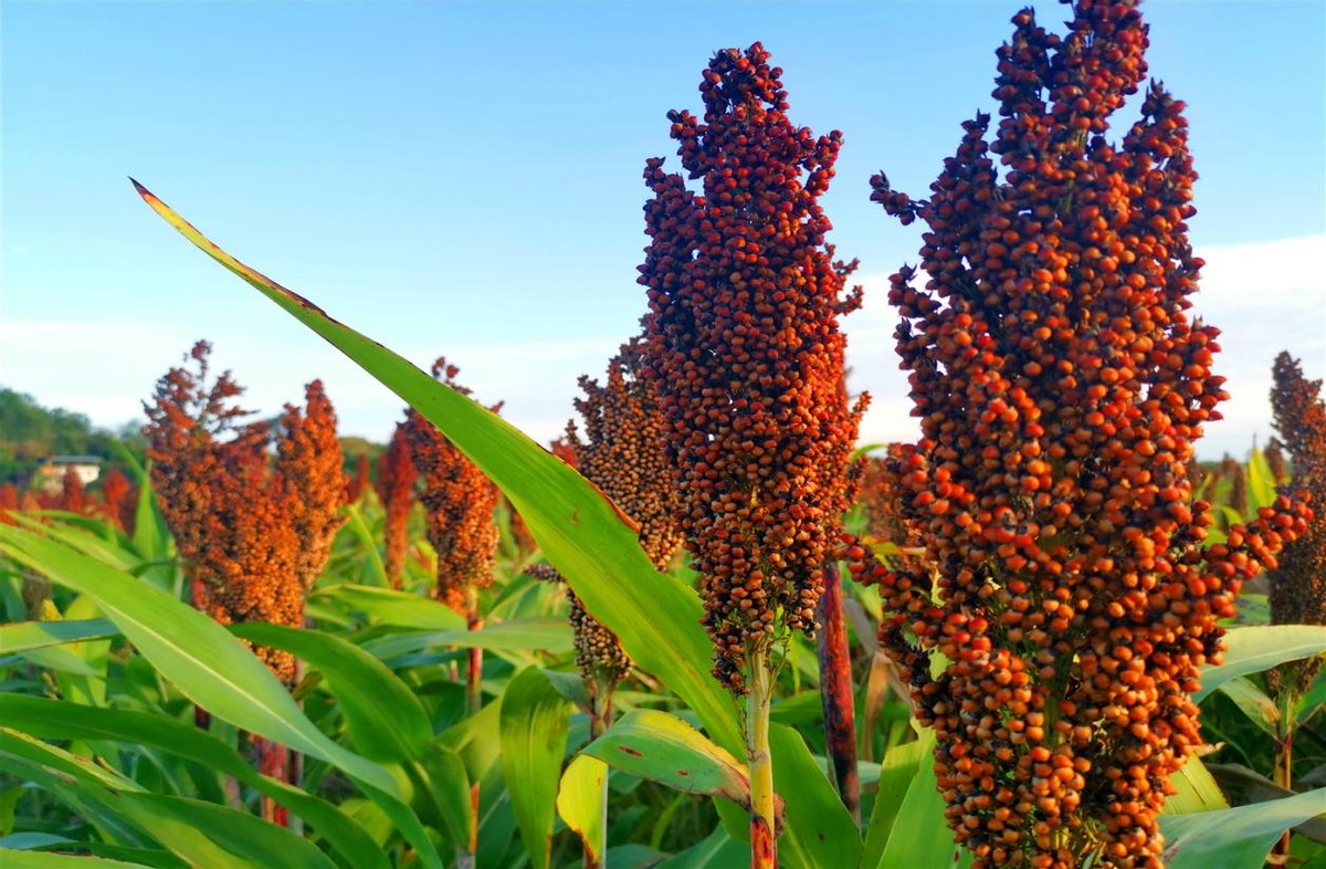 传统酿酒一斤成本是多少,纯粮酿酒最贵多少钱一斤