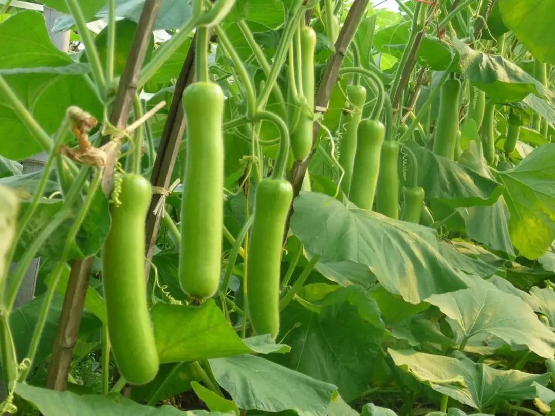 浙江人常吃的蔬菜有哪些,幼儿园常吃的蔬菜有哪些