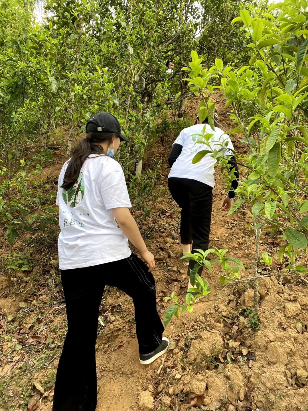 网购茶叶怎么选购最好的,盘点网购茶叶的4个省钱小技巧
