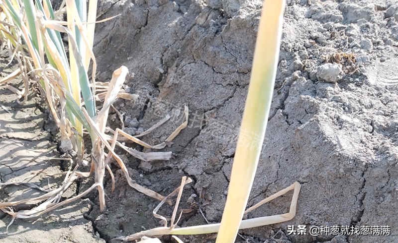 大葱根腐病症状图片,大葱根腐病的防治方法