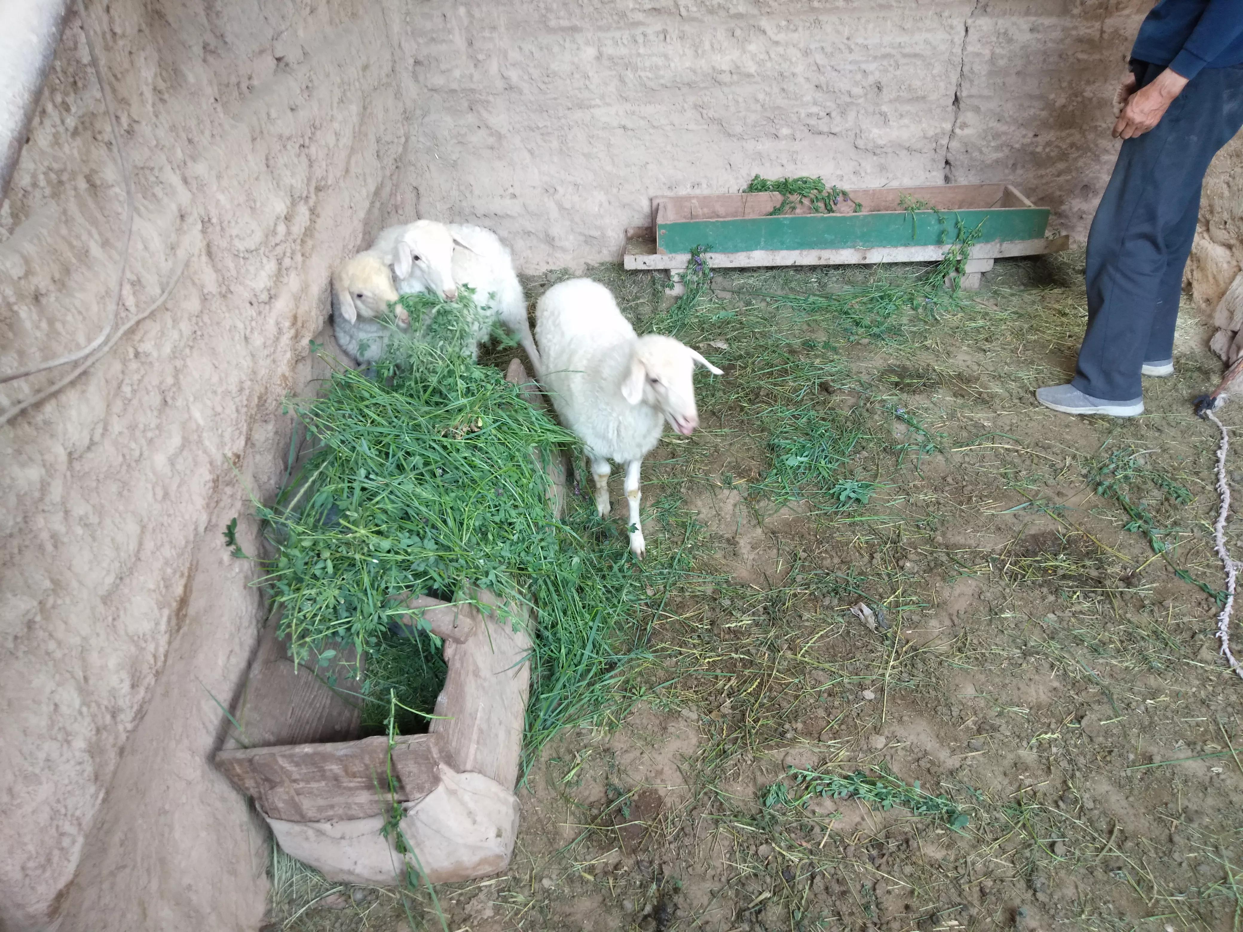 1死1怪胎，全拜*亲近**交配所赐，羊群*亲近**交配是否真的一无是处