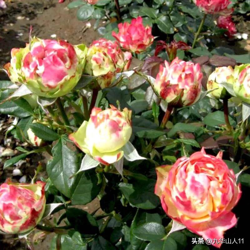 大花胖美人月季有几个品种,适合阳台养的大花月季品种