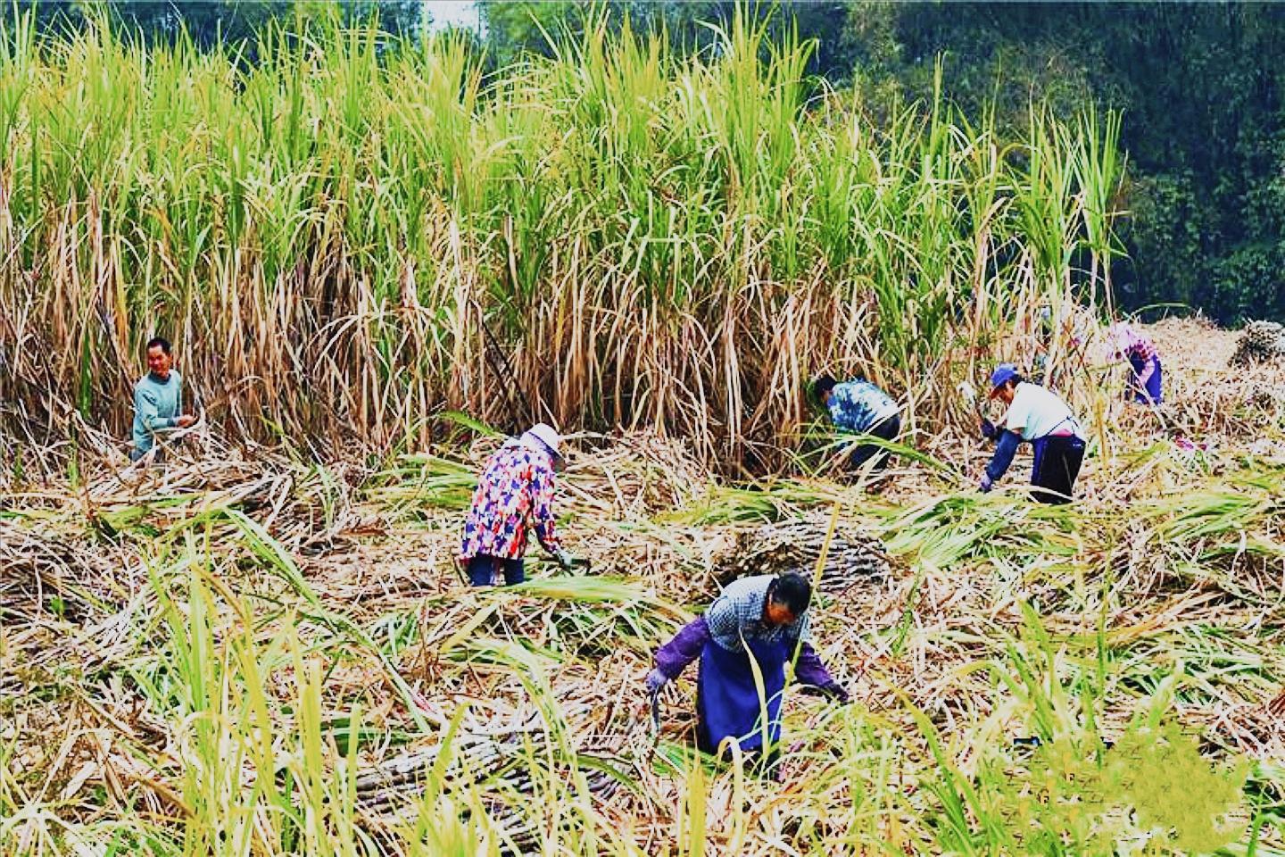 舌尖上的甜蜜史，广西的甘蔗产业有多强？