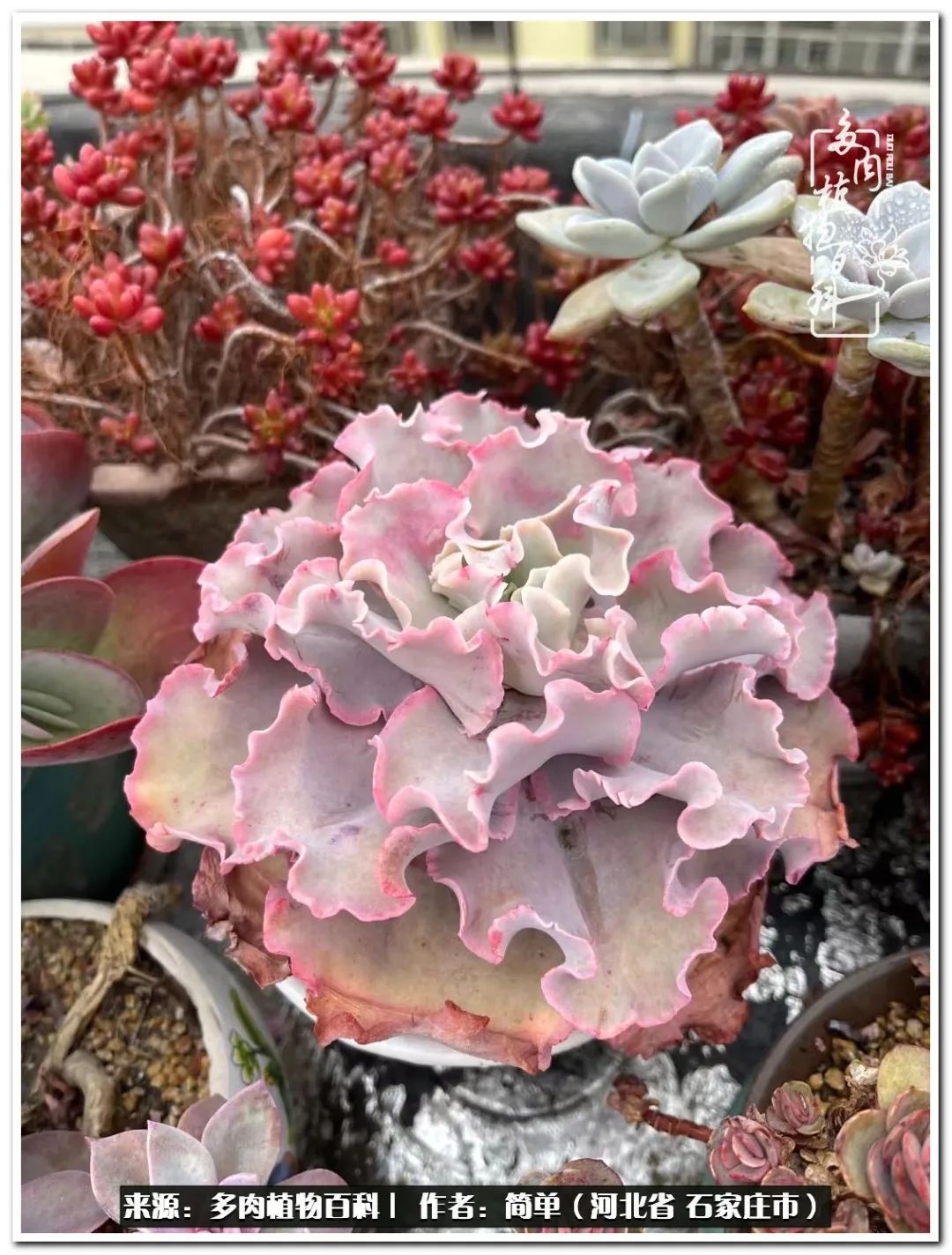 自从养了多肉以后视频,养多肉治愈生活中的疲惫和琐碎