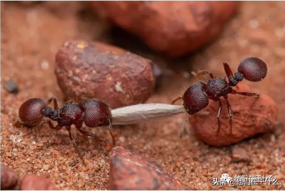香港劝海外金融员工；谷歌1亿美元面部识别和解-中英双语闲杂概要