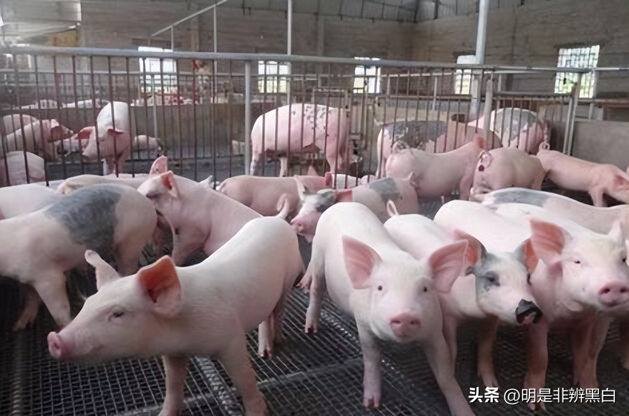 95后养猪两年20万,90后白手起家养猪