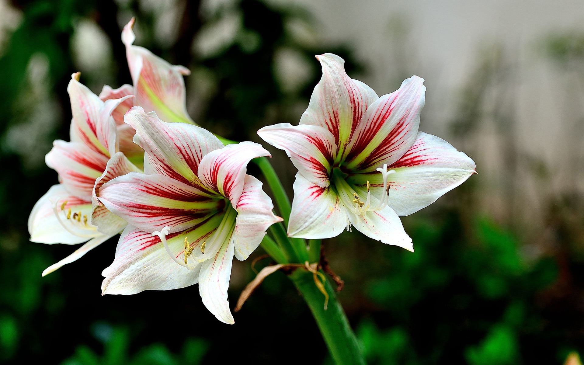 朱顶红怎样养才能开花,朱顶红怎么养才能开花结果