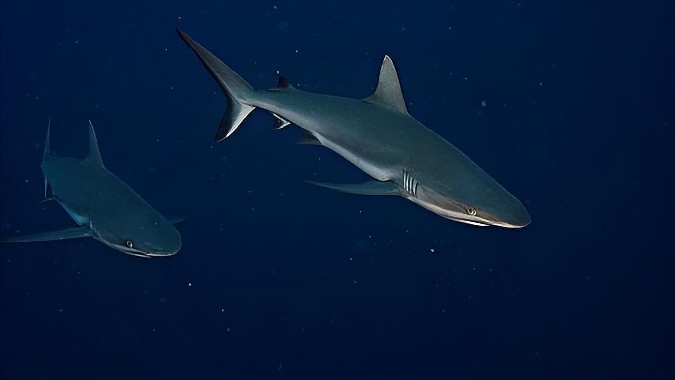 小型淡水观赏鲨鱼饲养方法,淡水鲨鱼有人工养殖的吗