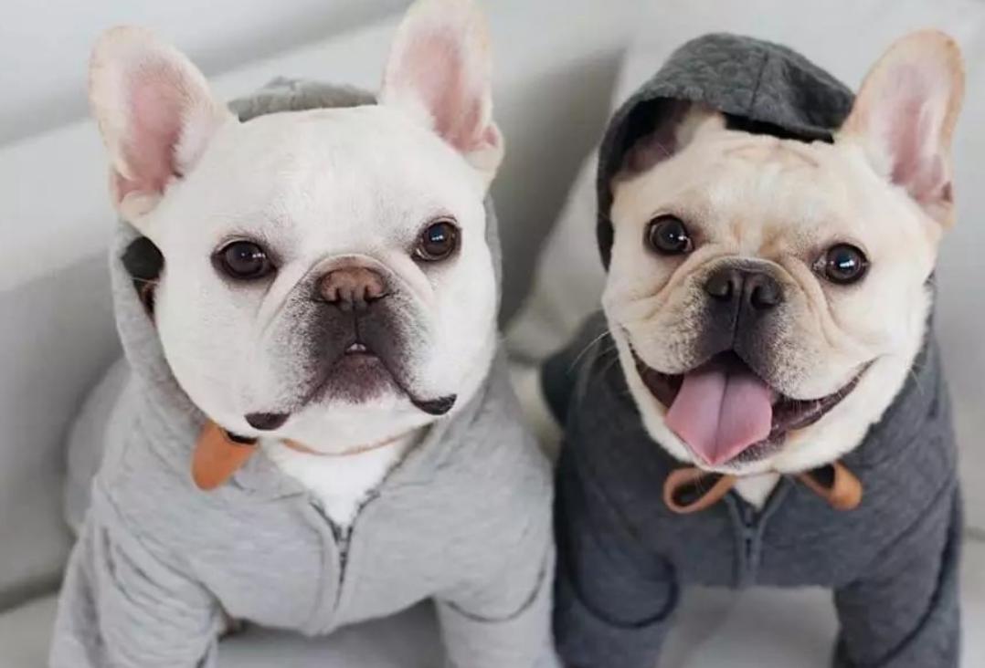 法国斗牛犬掉毛,斗牛犬最近掉毛很多是什么原因