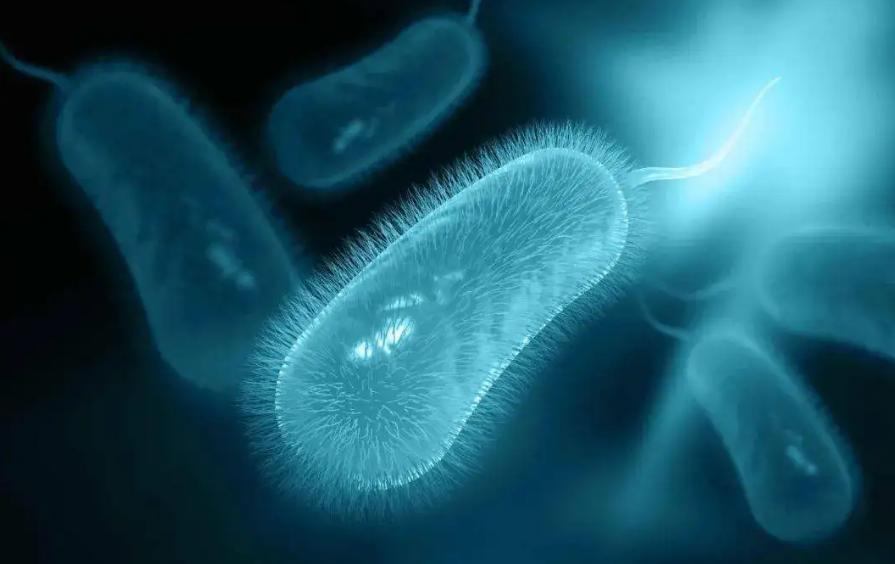 非洲野味入侵全球:中国吃货在这种巨型蜗牛面前,压根狂不起来