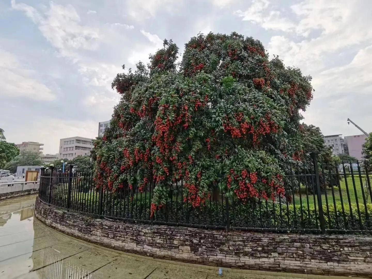 北京一斤荔枝卖1049元，从雪糕刺客到荔枝刺客；是收智商税吗？