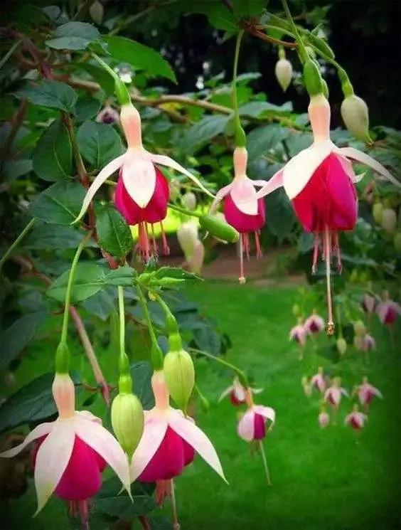 花朵壁纸横版,花朵招财壁纸