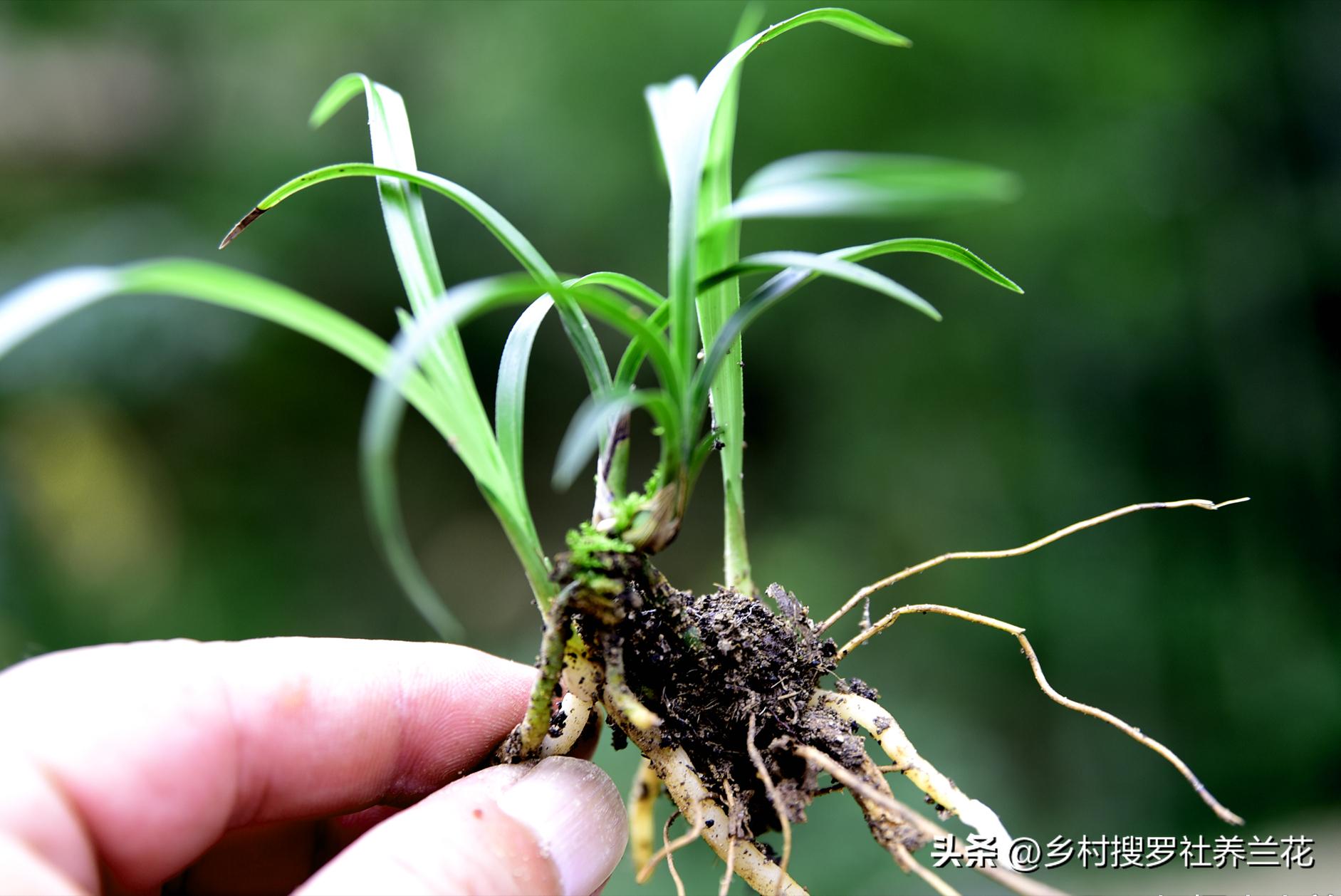 兰花翻盆的注意事项是什么,兰花春天翻盆好还是秋天翻盆好