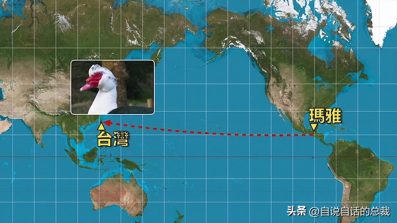 鸭：一鸭战四虎？弹射胜航母？鸭子的真相，也许超乎你的想象