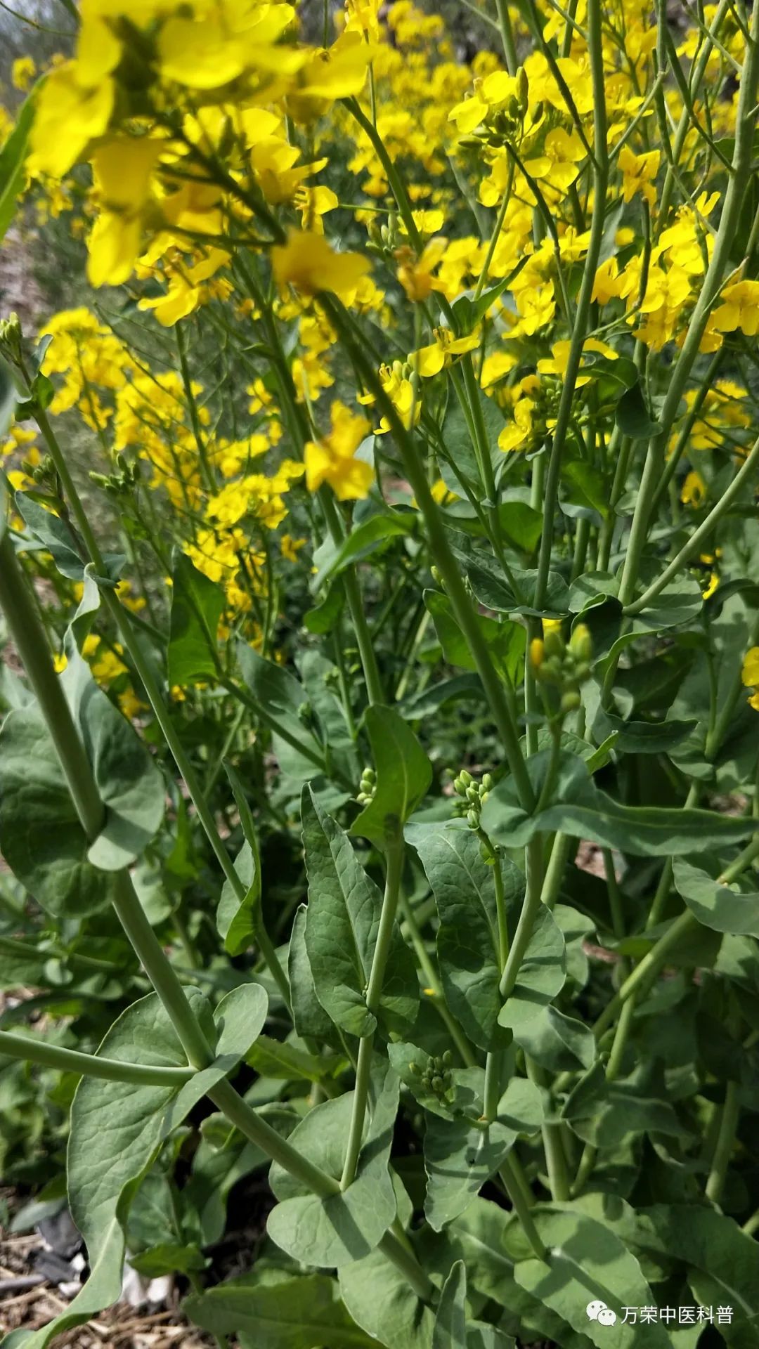 植物幼苗的发展过程详细,植物的幼苗在生长过程中