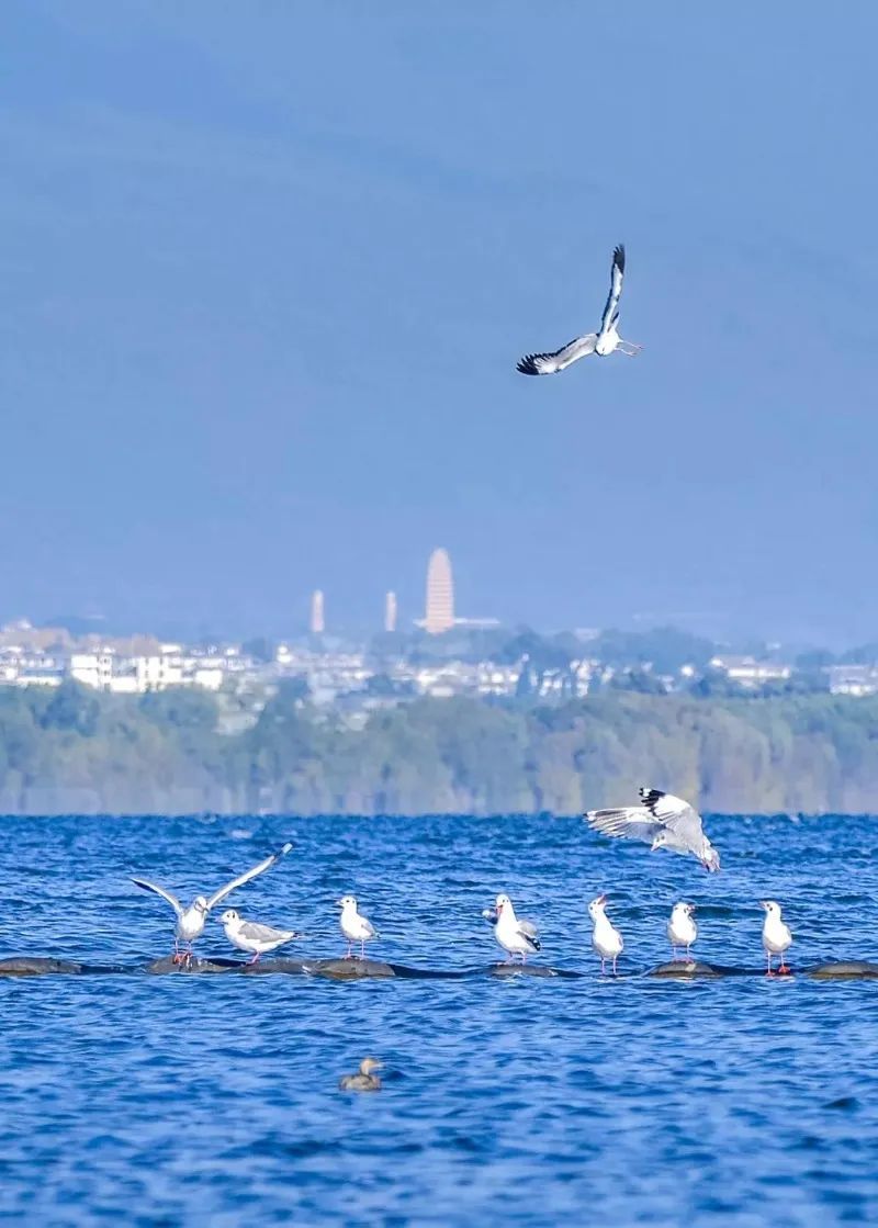 每日一景旅游景点,每日一景樱花烂漫