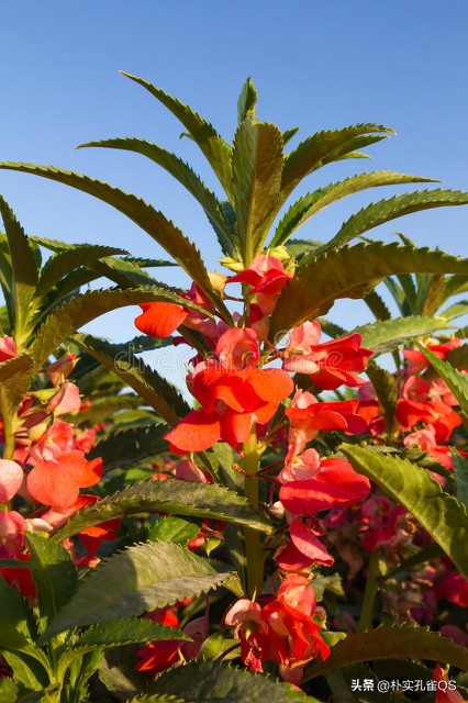 凤仙花指甲笔官方旗舰店,凤仙花歌曲