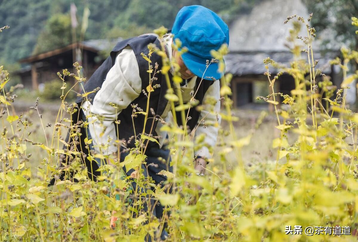 进入怒江雾村必走的茶马古道,怒江大峡谷茶马古道雾里村