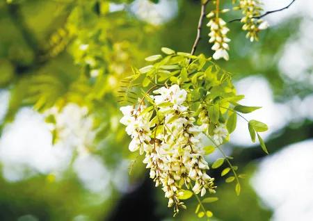 忆老家那棵洋槐树洋槐花盛开阵阵扑鼻香