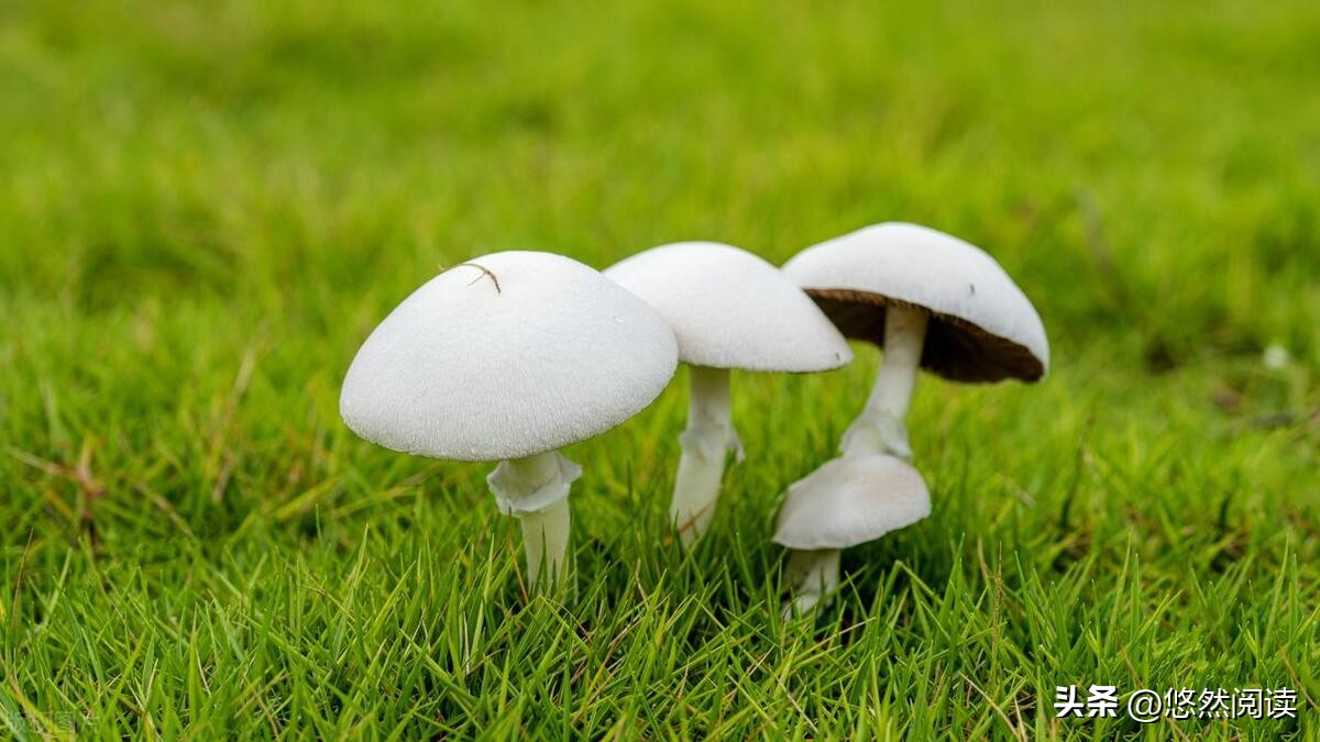 如果你还没读过植物学家阿来的“山珍三部”，那真是你的遗憾