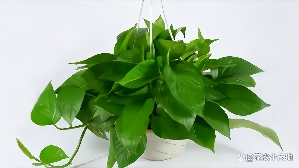 绿萝叶子发黄是什么原因怎么办,绿萝专用营养液防止叶黄枯萎