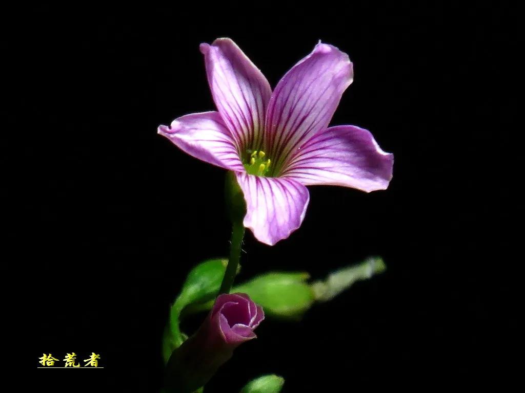 酢浆草黄色大花,类似酢浆草的野花叫什么