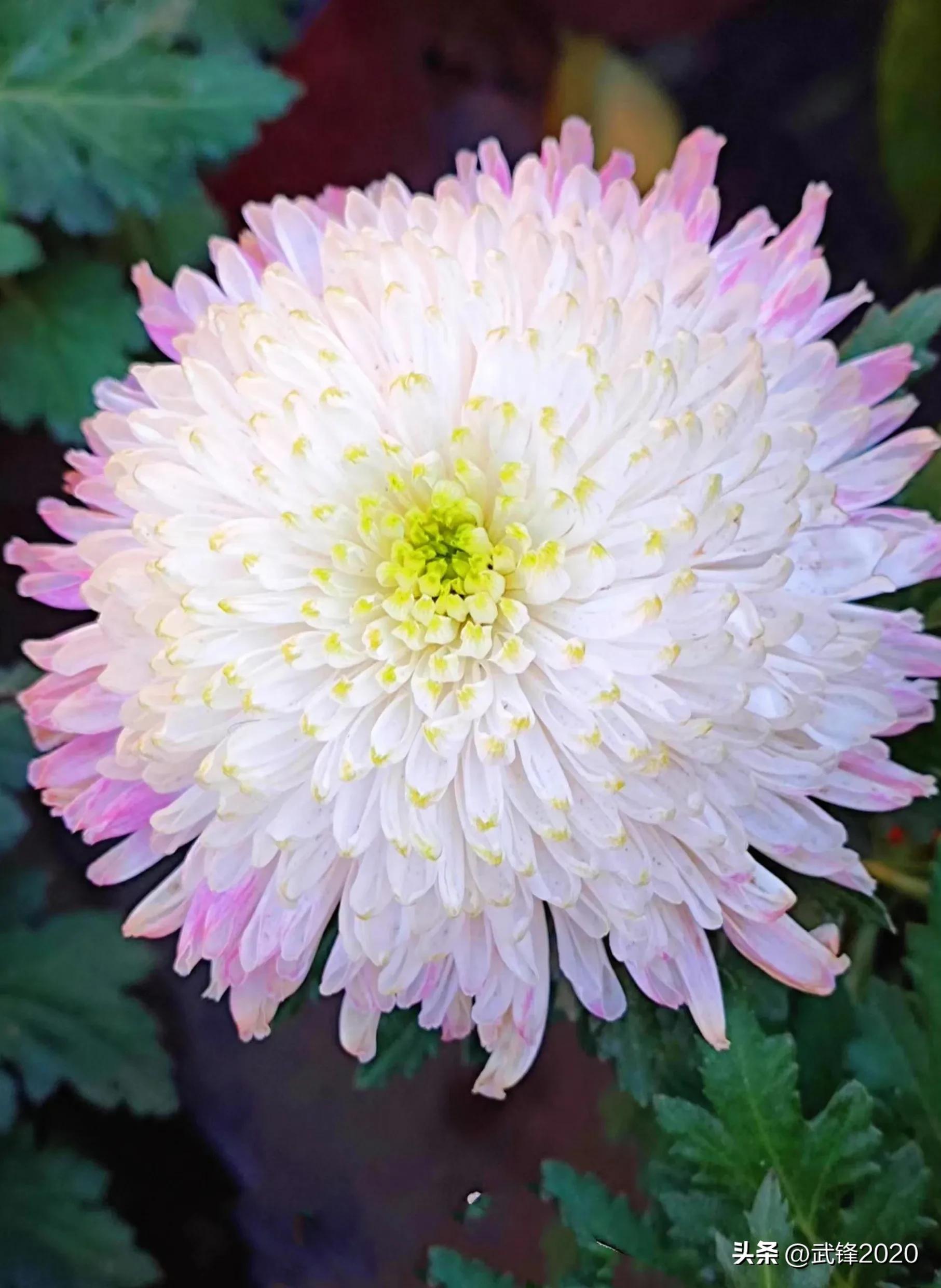 咏菊白居易书法作品格式,唐诗白居易隶书书法作品欣赏