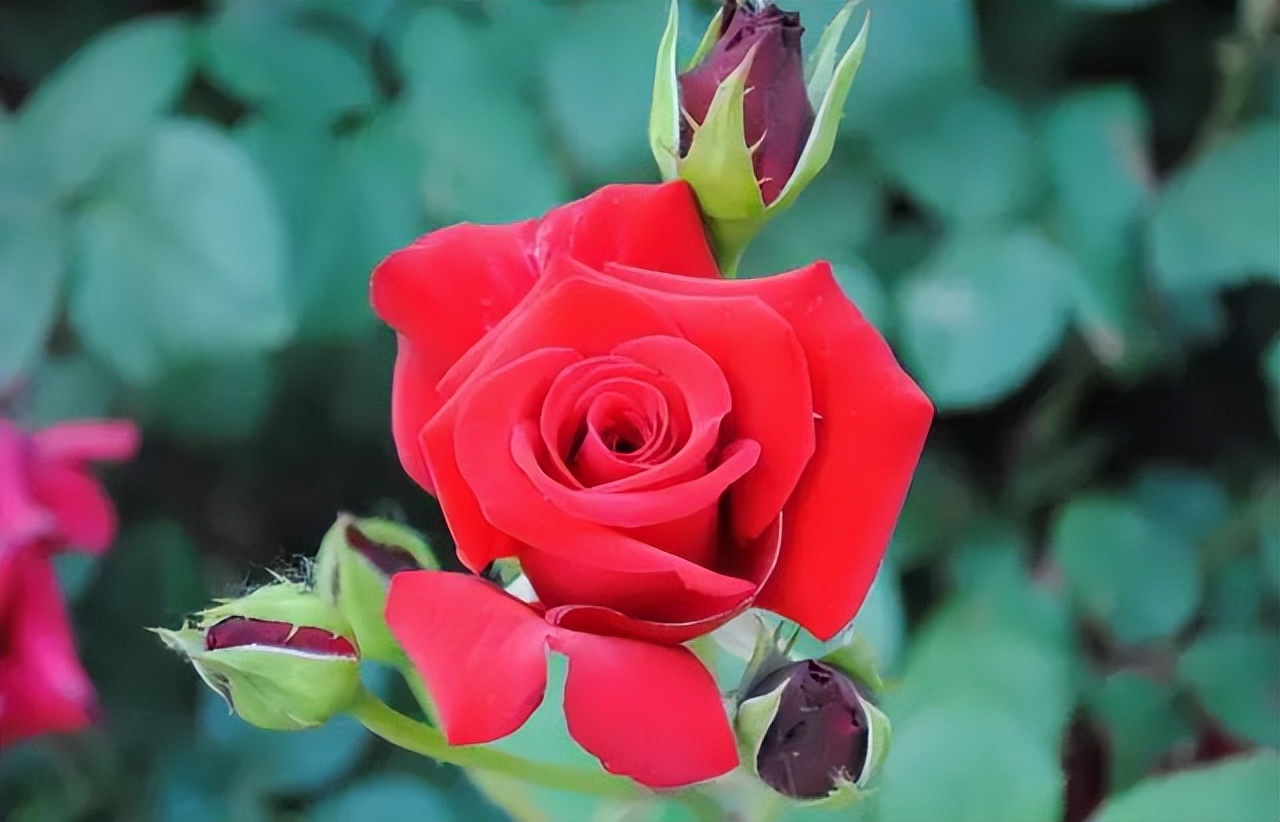 中国十大名花排行榜及图片,中国十大名花明细