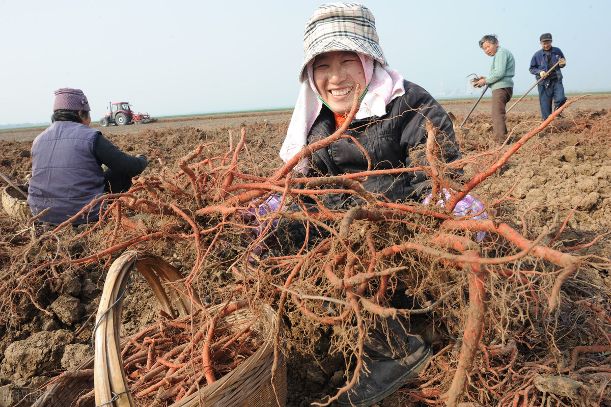 种植中药材什么品种最赚钱,中药材种植前景好的品种有哪些