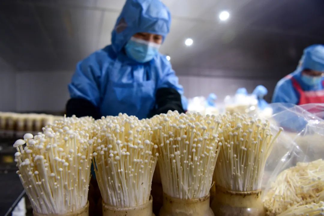 对话｜菌物产业：前景广阔的“绿色矿藏”