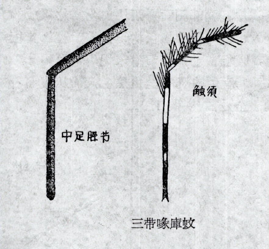 烟台蚊子几月份出现最多,烟台的蚊子有多大