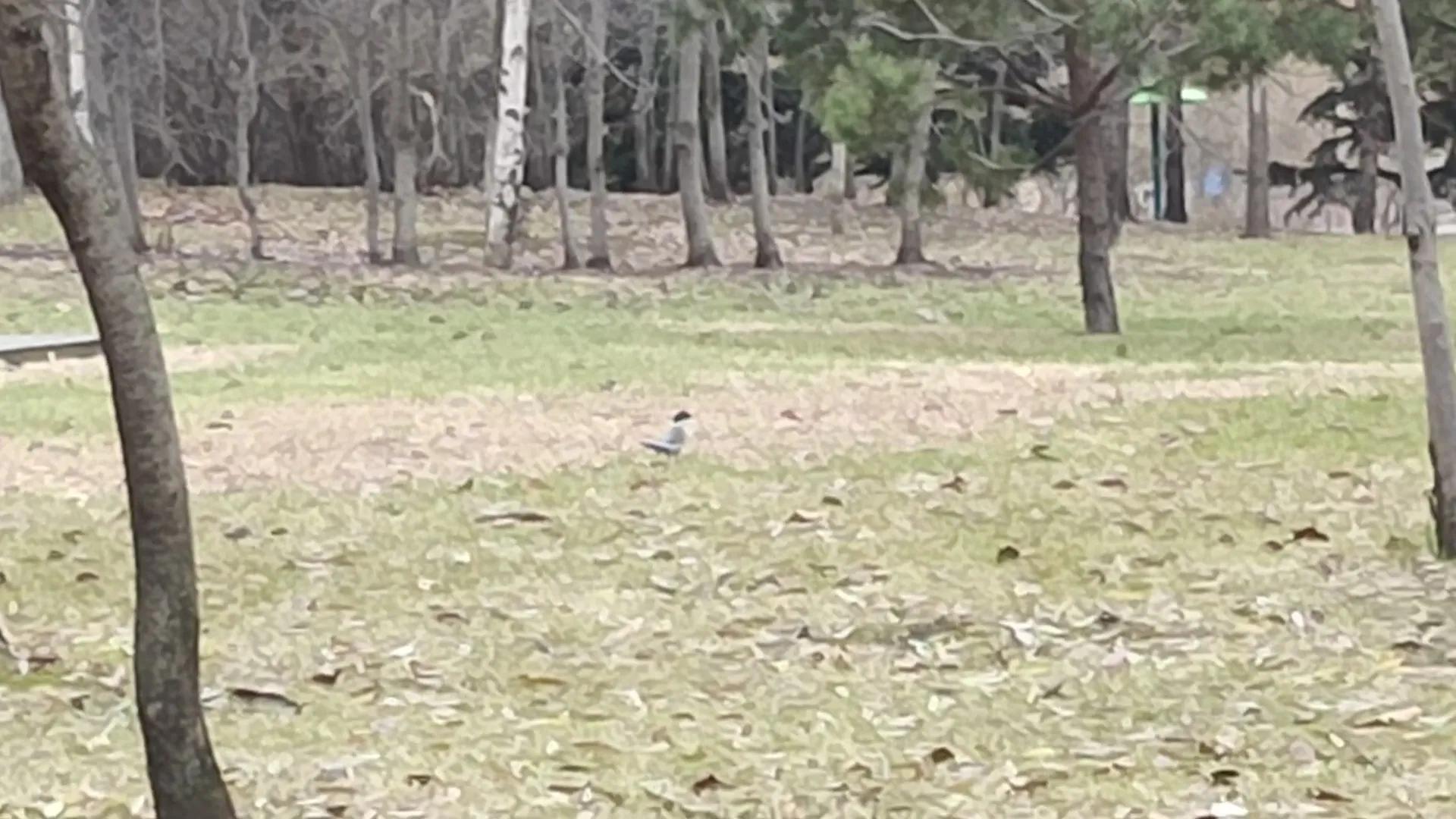 群力公园盘点,群力新区城市湿地公园