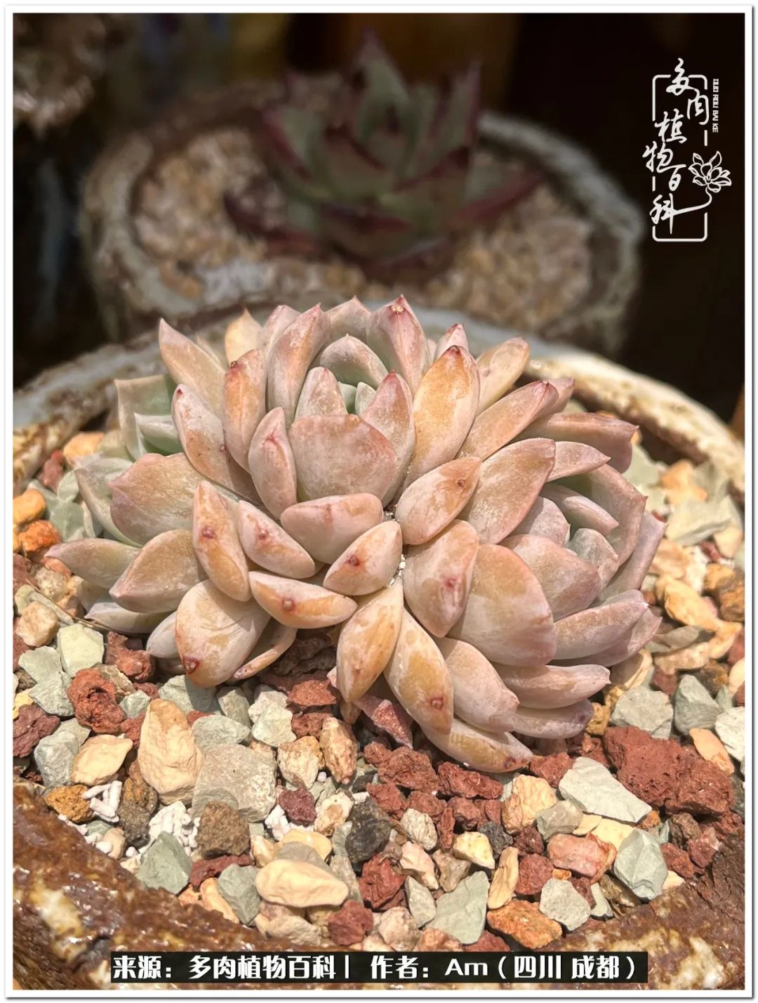 多肉小盆友生活多姿多彩,多肉小精灵福享不停