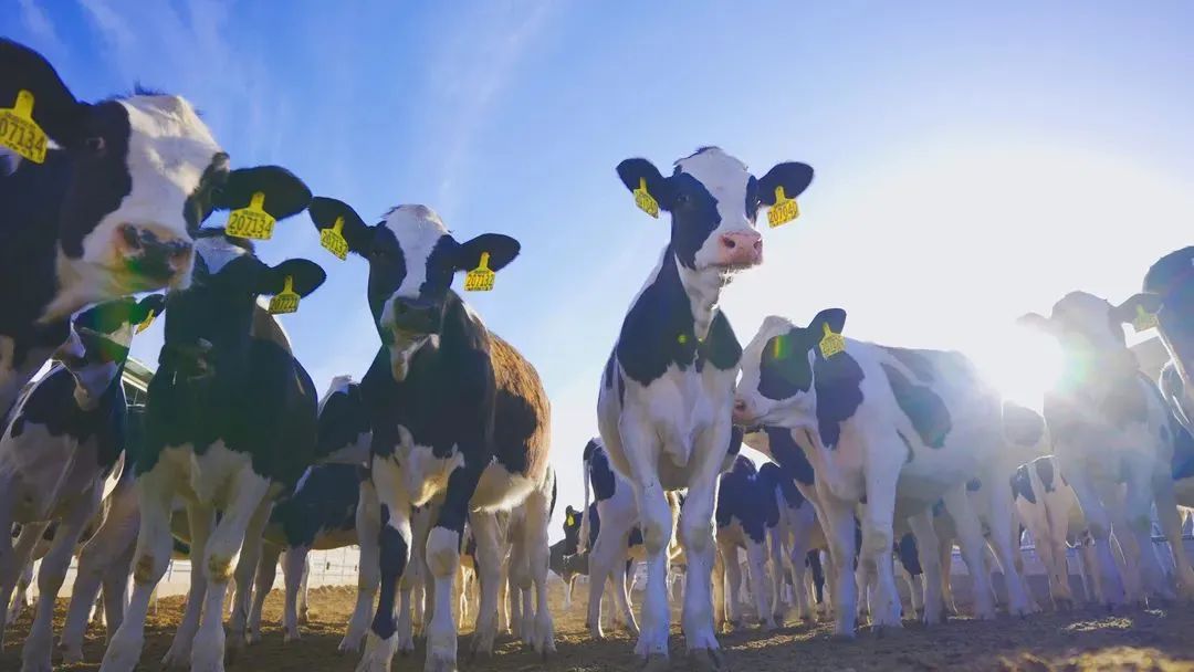 鐢樺懗鐗硅壊椋熷搧,鐢樺懗浜у搧澶у叏