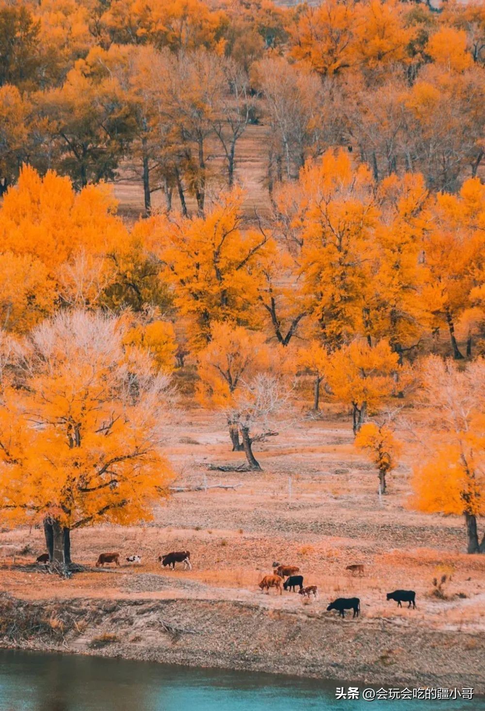 2023国内最适合秋游的地方！退休必看、人少实惠！去了就不想回家