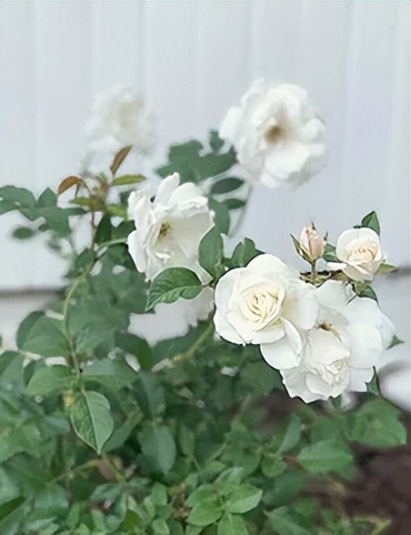 国货精华大概费用多少,国货超便宜精华