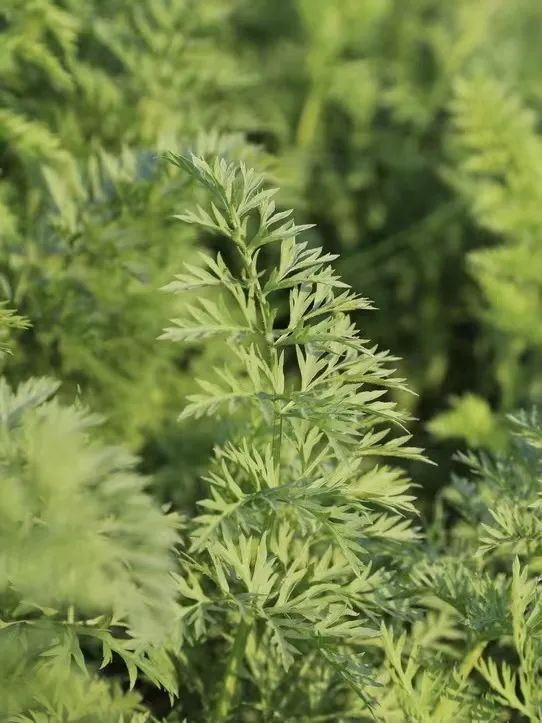 番禺赏花的地方,广州番禺踏春赏花好去处免费